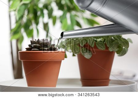 Watering Succulent On White Table Indoors, Closeup. Home Plant