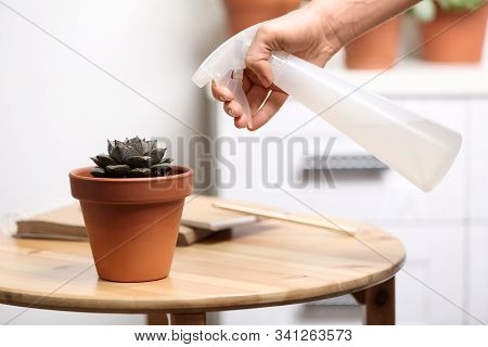 Woman Spraying Succulent With Water At Home, Closeup