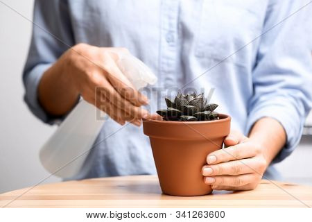 Woman Spraying Succulent With Water At Home, Closeup