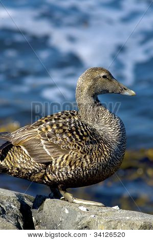 Famille canard