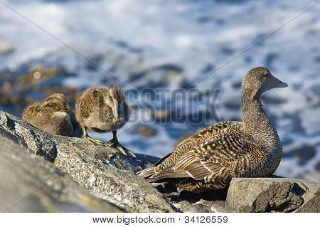 Famille canard