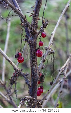 Red Currant Bush In Autumn Without Leaves With Withered Red Berries