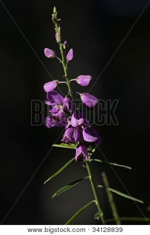 Hovea Linearis