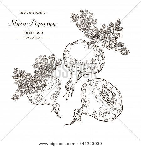 Maca Peruvian Plant. Hand Drawn Root Of Maca. Medical Plants Collection. Superfood. Vector Illustrat