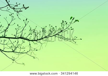 Branch Of Bodhi Tree Silhouette In Autumn Of Tropical Nature On Sky Background For Peaceful Element 