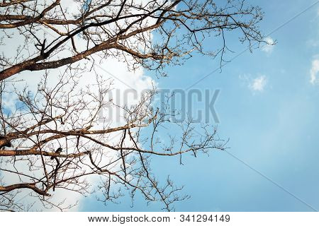 Branch Of Bodhi Tree Silhouette In Autumn Of Tropical Nature On Sky Background For Peaceful Element 