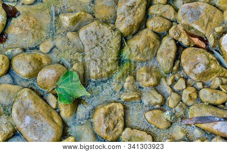 Stone Surface Of Swampy Riverbed Almost Dried Up In Late Summer,high Dynamic Range Image