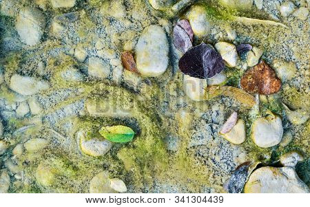 Colorful Leaves Amid Muddy Surface Of The Dried Up Stream At The End Of The Summer,view Directly Abo