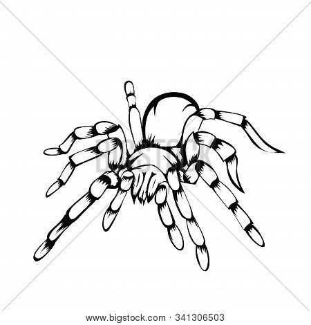 Sketch Design Of Tarantula On White Background