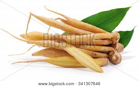 Single Object Of Fingerroot Isolated On White Background