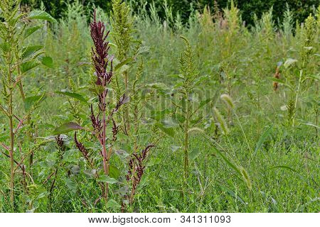 Pasture Field Of Poaceae Or Gramineae Plants High Dynamic Range Image