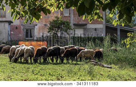 Crossbreed Flock Of Sheep With Massese And Sarda Breed Graze On A Sunny September Day In The Italian