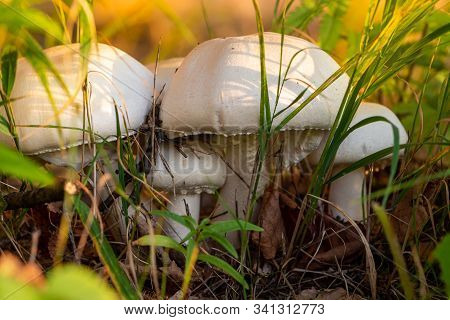 Autumn Forest Or Meadow Mushrooms In The Grass. Picking Mushrooms. Toadstool Mushroom Growing In The