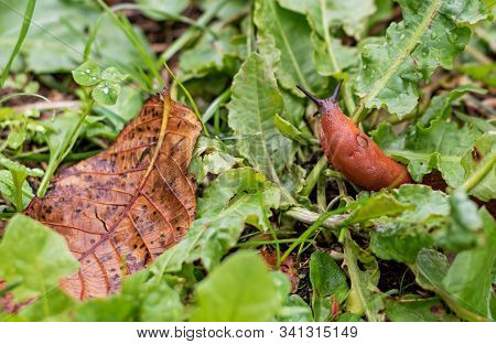Brown Walnut Leaf And Spanish Slug Arion Vulgaris Snail Also Known As Arion Lusitanicus,high Angle V