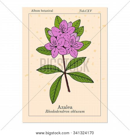 Azalea Rhododendron Obtusum , Ornamental And Medicinal Plant. Hand Drawn Botanical Vector Illustrati