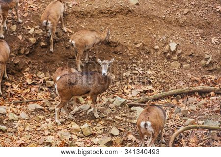 Wild moufflon in Cyprus forest