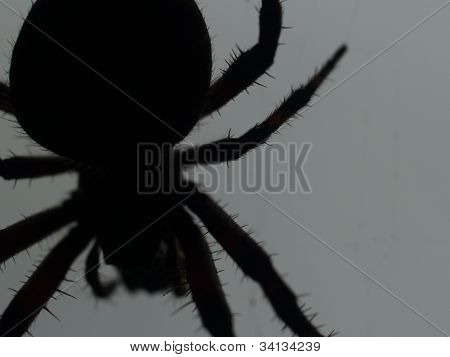 거미와 함께 어둠 속에서
