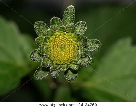여름 꽃
