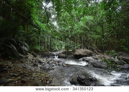 A Deep Forest Where River Mandovi Is Flowing Very Fast In Goa, India