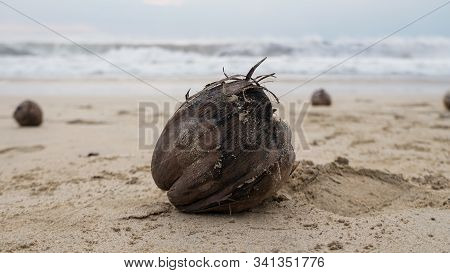 Lonely Coconut In Sand From Santolo Beach, Garut, West Java, Indonesia