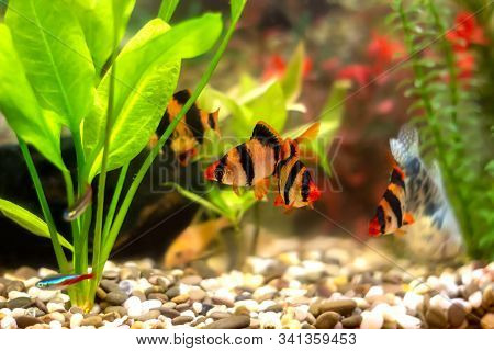 Tiger Barbs Or Sumatra Barbs (puntius Tetrazona) In A Home Decorative Aquarium - Bright Tropical Fis