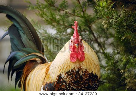 colored cock. rural ird. close-up