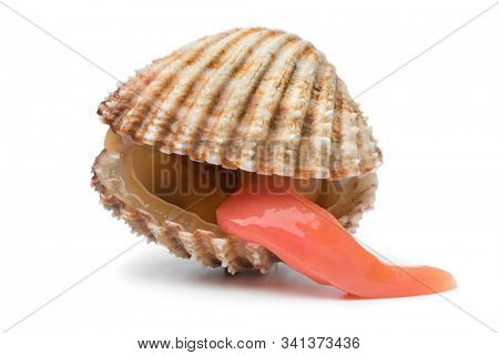 Single fresh Prickly cockle with an extending long foot isolated on white background