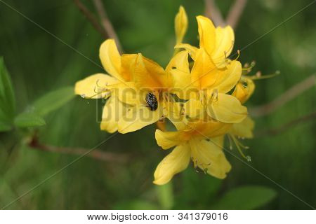 Bronze Beetle Sitting On A Yellow Rhododendron Flower Close-up. Can Be Used As Background Or Wallpap