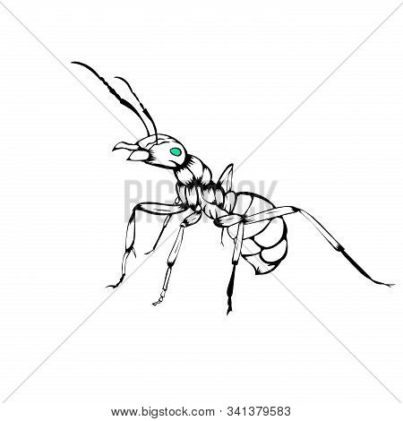Sketch Design Of Insect Ant On White Background.