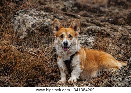 Pembroke Welsh Corgi, Welsh Corgi Play Outdoor.