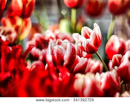 Beautiful Spring Flowers - Red Tulips On A Blurred Background With Bokeh