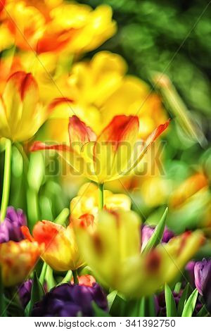 Beautiful Spring Flowers - Tulips Are Red-yellow Tulips On A Blurred Background With Bokeh
