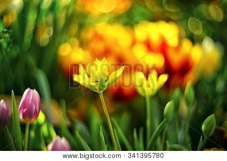 Beautiful Spring Flowers - Tulips Are Red-yellow Tulips On A Blurred Background With Bokeh