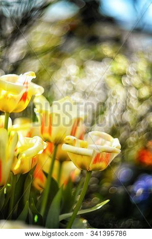 Beautiful Spring Flowers - Tulips Are Red-yellow Tulips On A Blurred Background With Bokeh