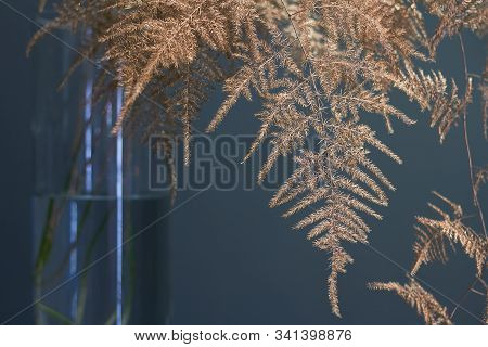 Branch Asparagus Fern Or Asparagus Setaceus Painted In Gold In A Glass Vase, Festive Background Or C