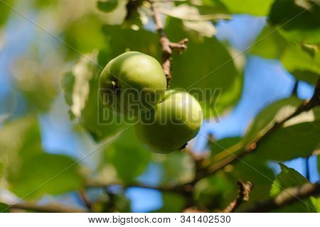Green Underripe Apples Hanging On Tree Branches