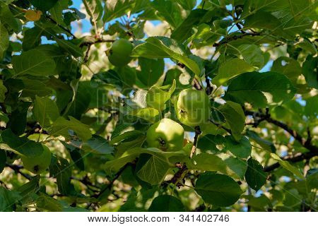 Green Underripe Apples Hanging On Tree Branches