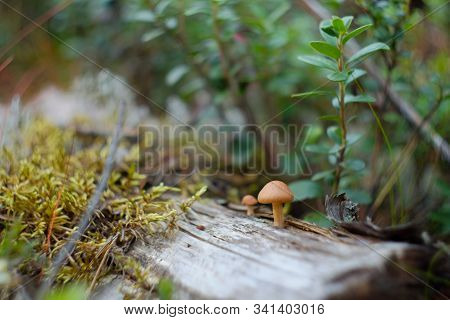 Small Mushrooms Growing On A Rotting Mossy Log In The Forest