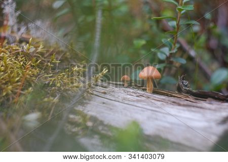 Small Mushrooms Growing On A Rotting Mossy Log In The Forest