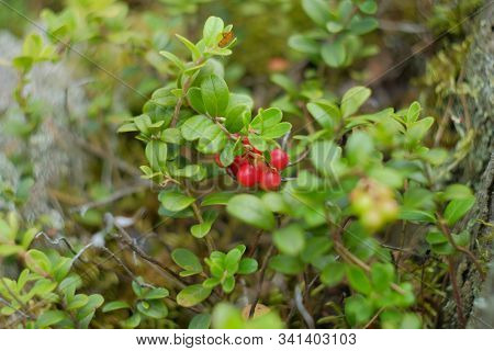 Red Berry Lingonberries. Cranberries Macro Photo. Wildlife Forest Plants