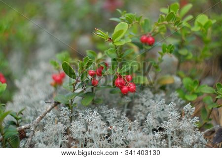 Red Berry Lingonberries. Cranberries Macro Photo. Wildlife Forest Plants