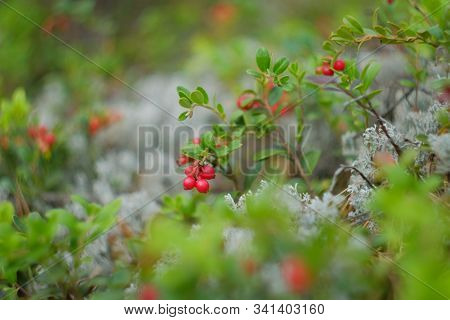 Red Berry Lingonberries. Cranberries Macro Photo. Wildlife Forest Plants