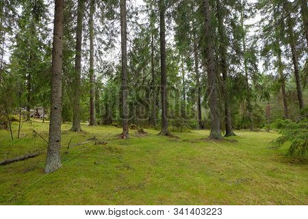 Mossy Canopy Of Fir Forest. Trunks Of Spruce Trees