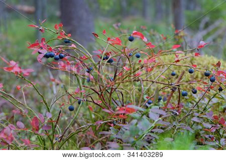Blueberry Bush In The Forest. Wild Berries And Red Autumn Leaves