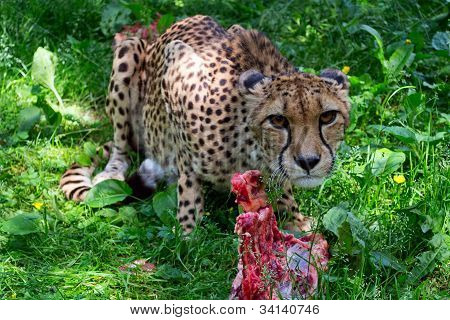Cheetah