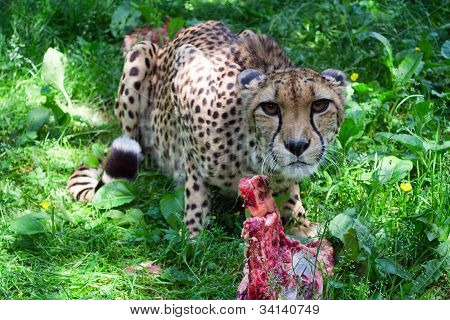 Cheetah