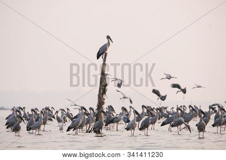 Anastomus Oscitans Large Wading Bird In The Stork Family / Asian Openbill Stork Birds In The Lake