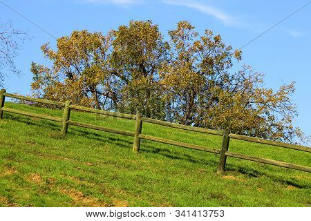 Rustic Fence On Lush Green Grasslands With A Native California Walnut Tree Beyond Changing Colors Du