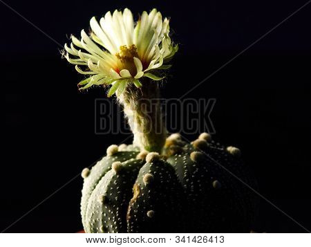 Shooting Little Cactus In The Sunshine Morning
