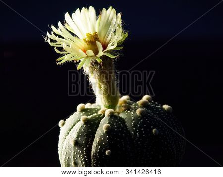 Shooting Little Cactus In The Sunshine Morning